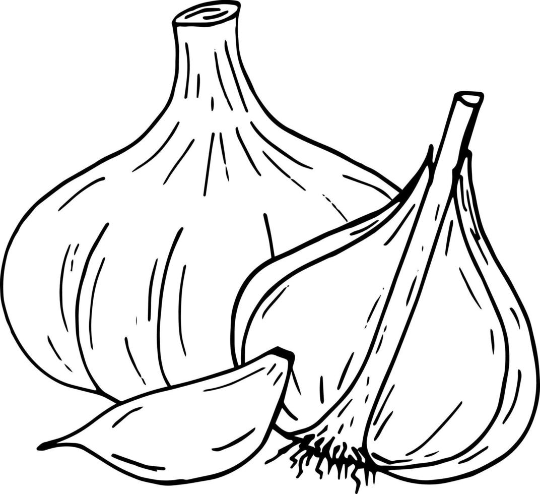 garlic. icon, label, menu. sketch hand drawn doodle. monochrome minimalism. food, spice. vector