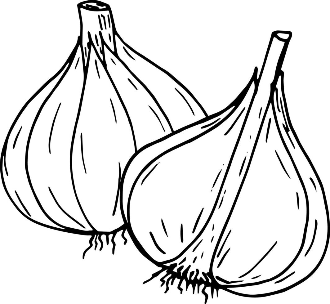 garlic. icon, label, menu. sketch hand drawn doodle. monochrome minimalism. food, spice. vector
