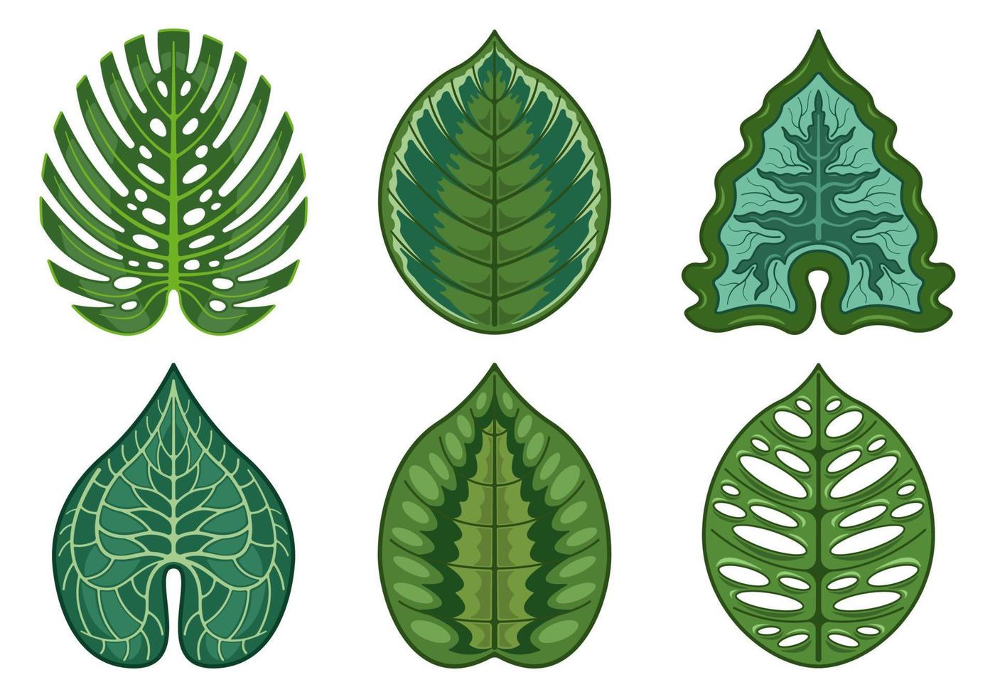 set leaves swiss cheese plant realistic isolated white background vector