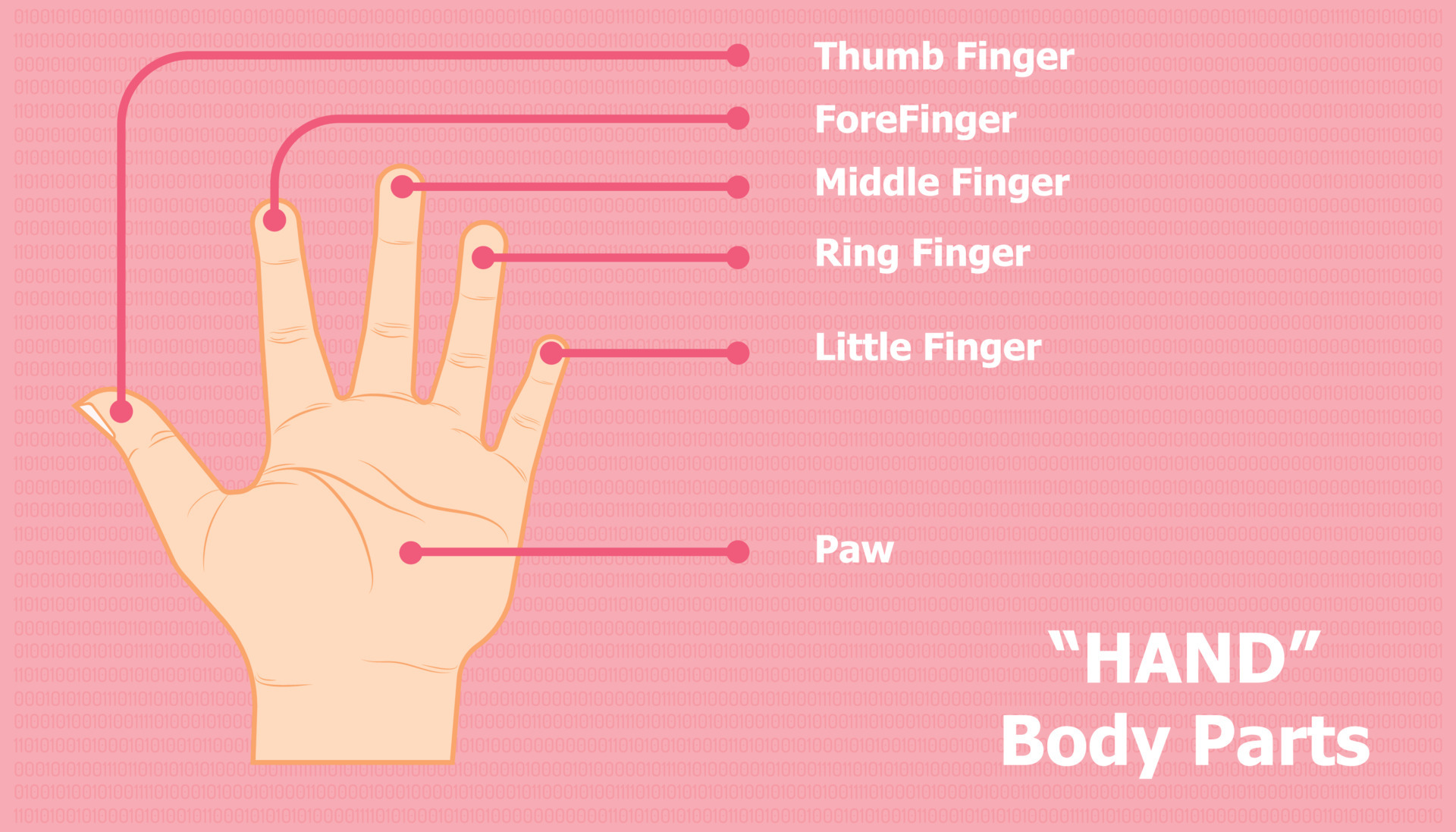 the-parts-of-the-hand-are-the-thumb-index-finger-middle-finger-ring