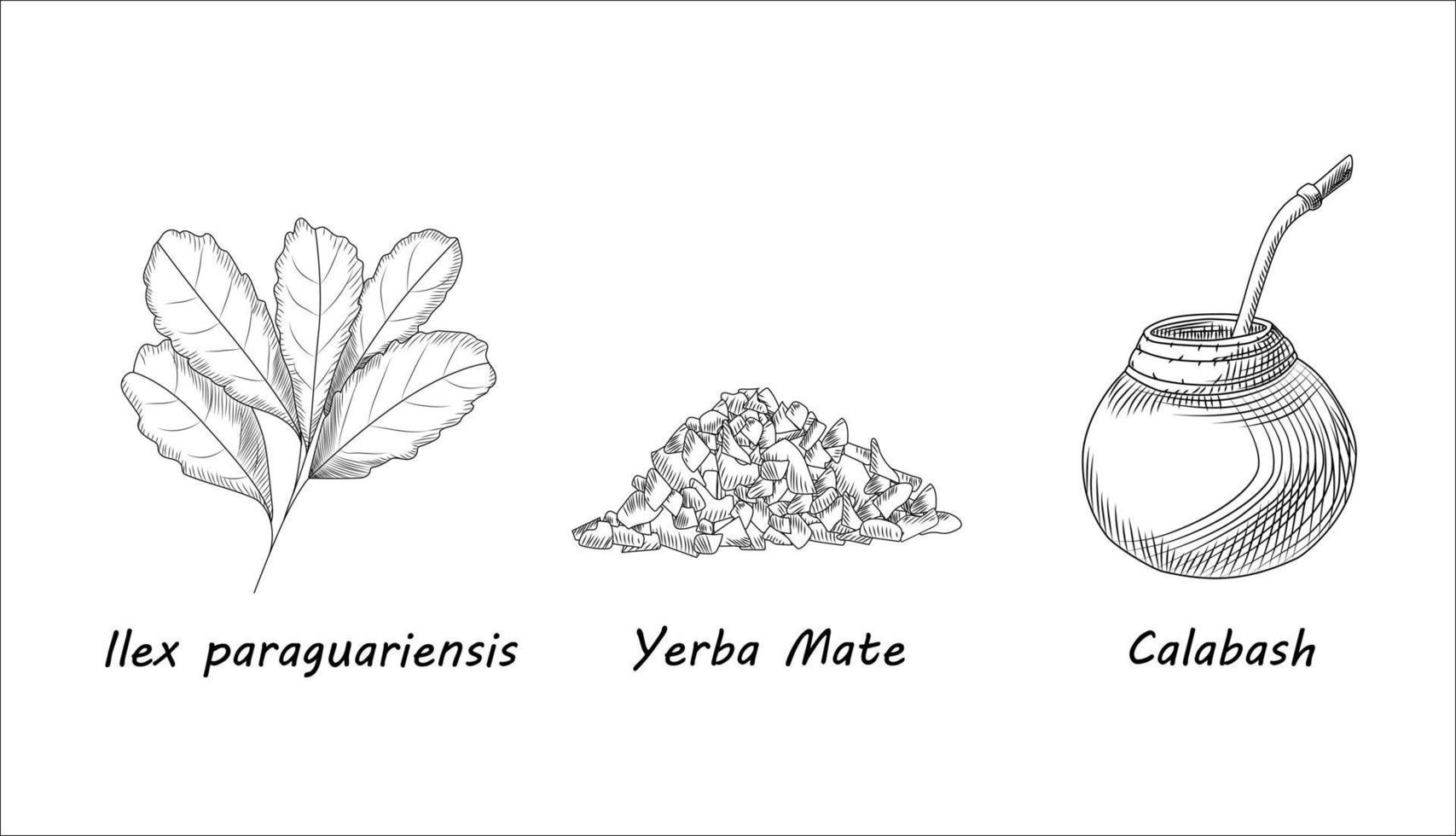 Set of yerba mate tea branch and calabash. Mate tea leaf. Engraving style. vector
