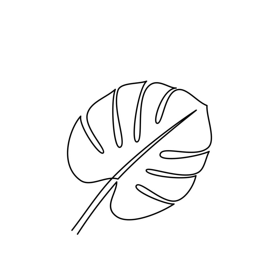 Drawing of tropical monstera leaf outline. Line drawing of tropical monstera leaves. Templates for your designs. Vector illustration