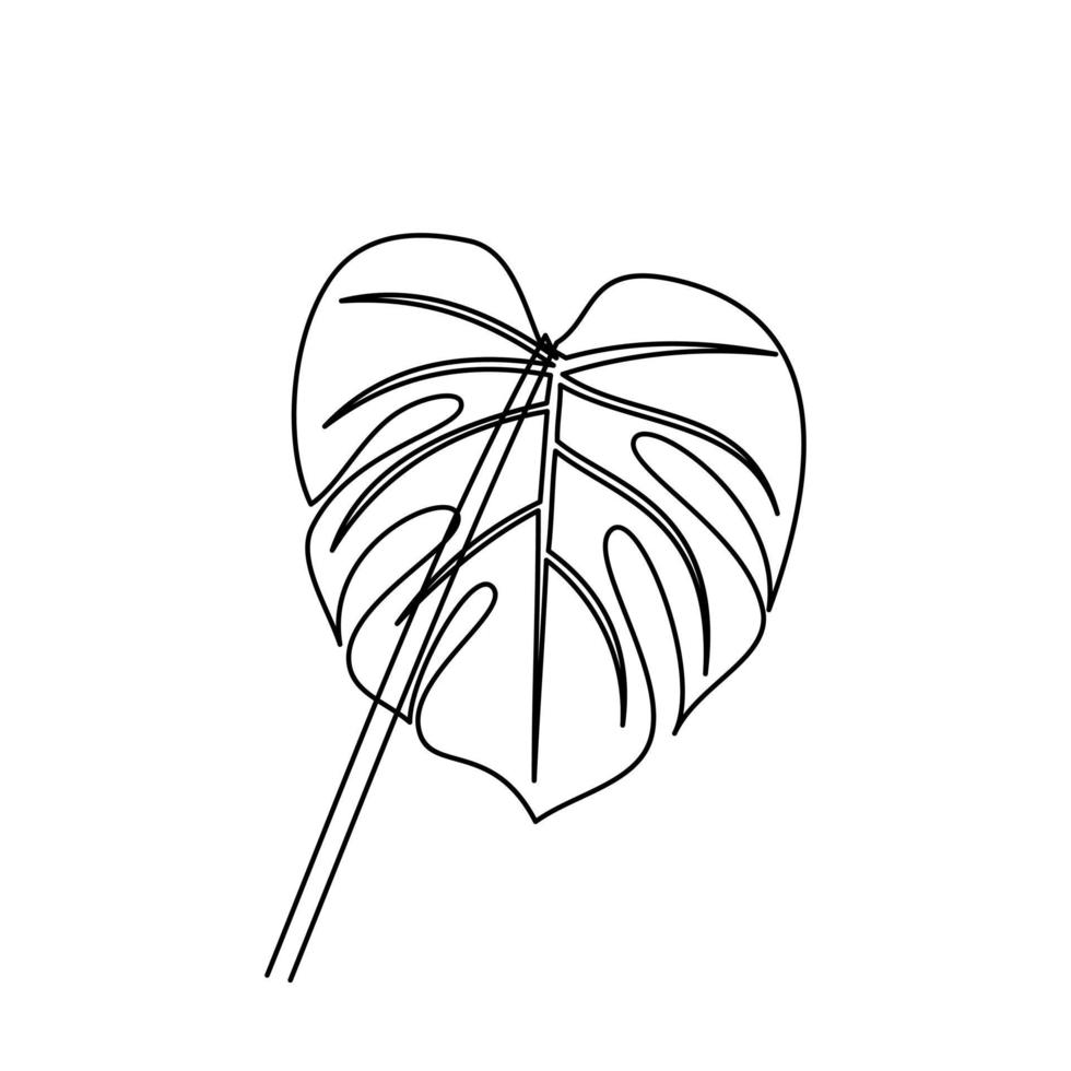 Drawing of tropical monstera leaf outline. Line drawing of tropical monstera leaves. Templates for your designs. Vector illustration