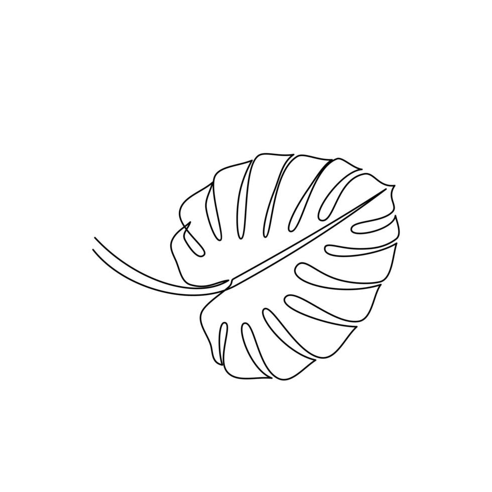 Drawing of tropical monstera leaf outline. Line drawing of tropical monstera leaves. Templates for your designs. Vector illustration