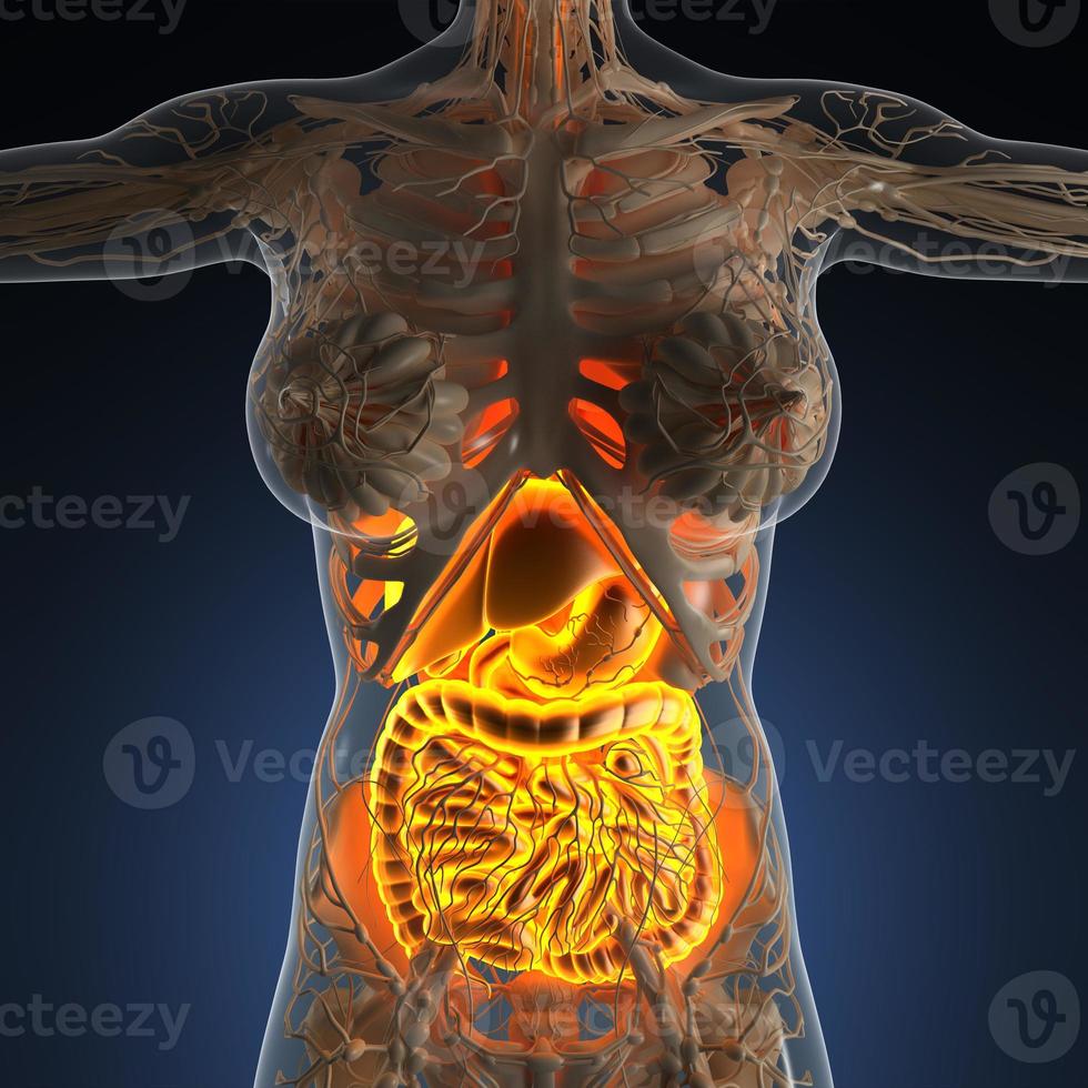 ciencia anatomía del cuerpo de la mujer con sistema digestivo brillante foto