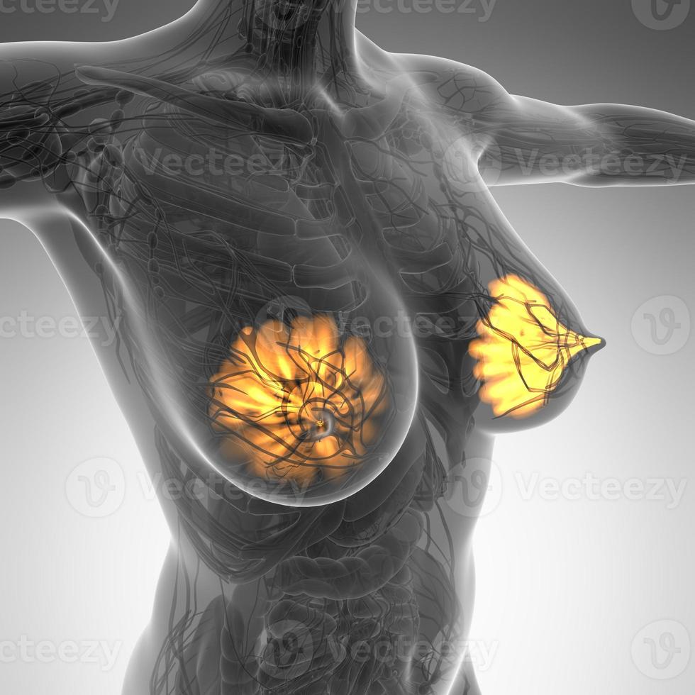 science anatomy of human body with glow mammary gland photo