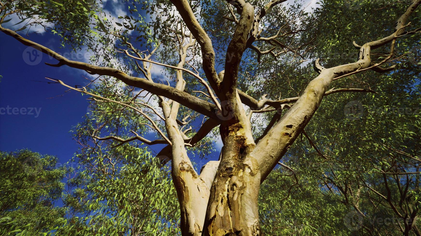 eucalipto en el centro rojo de australia foto