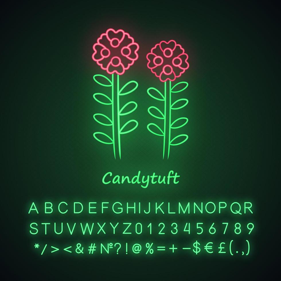 Candytuft neon light icon. Aster garden flower with name inscription. Iberis evergreen perennial plant inflorescence. Blooming wildflower. Glowing alphabet, numbers. Vector isolated illustration