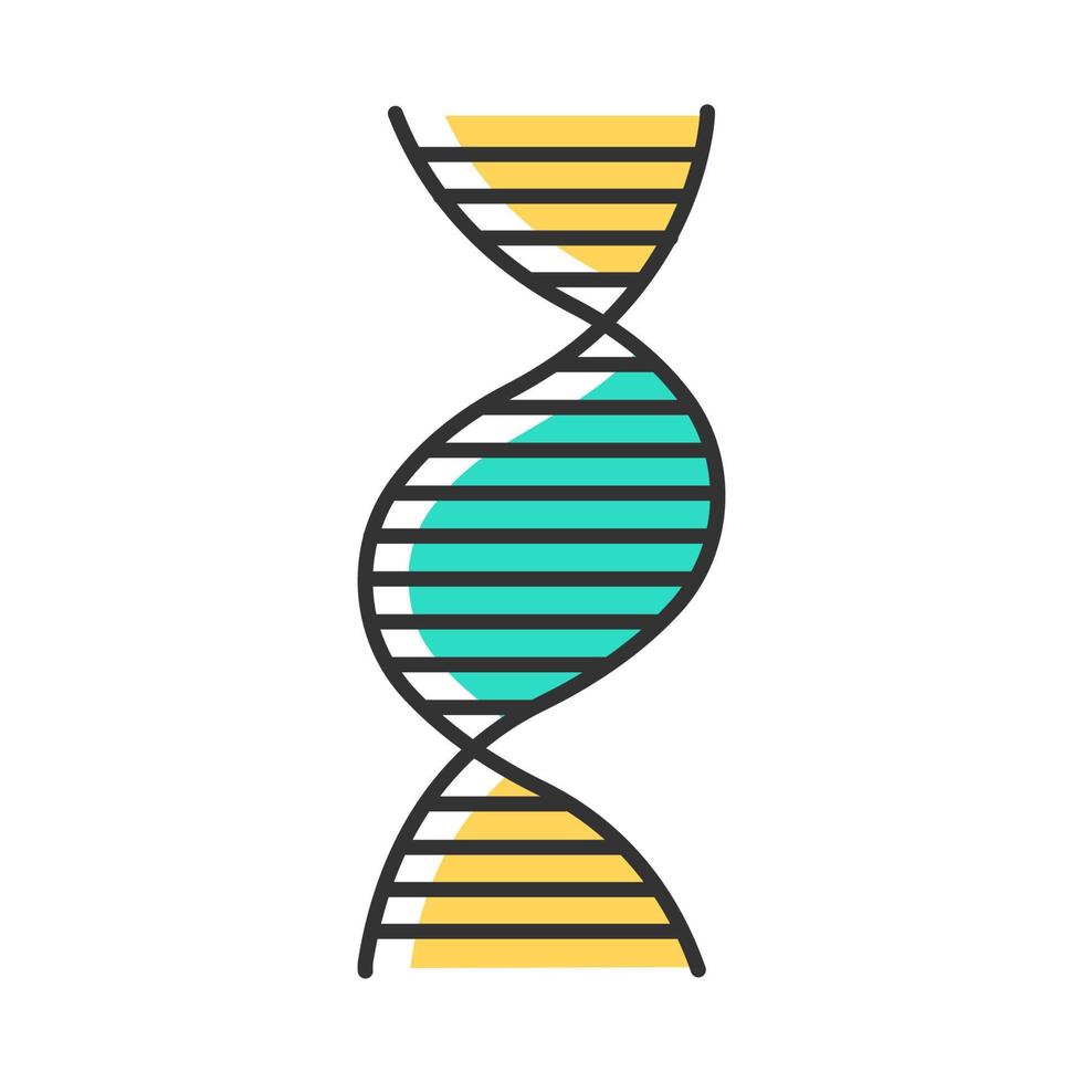 Right-handed DNA helix color icon. B-DNA. Deoxyribonucleic, nucleic acid structure. Spiral strand. Chromosome. Molecular biology. Genetic code. Genome. Genetics. Medicine. Isolated vector illustration