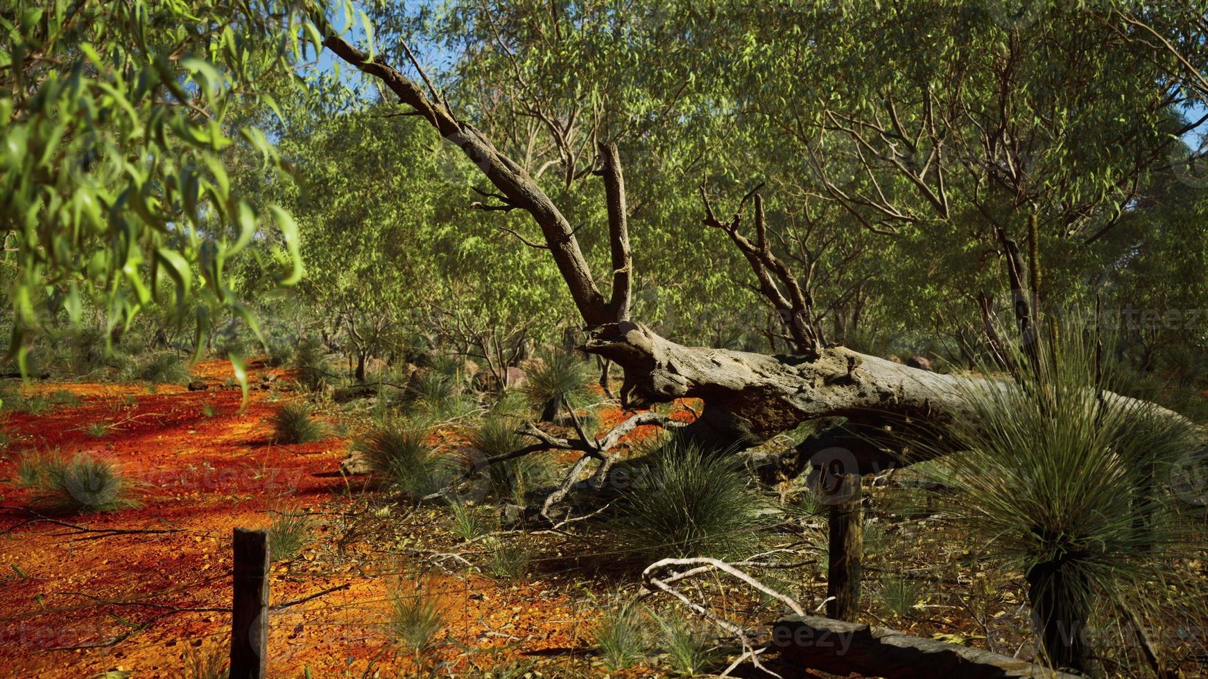 australian bush with trees on red sand photo