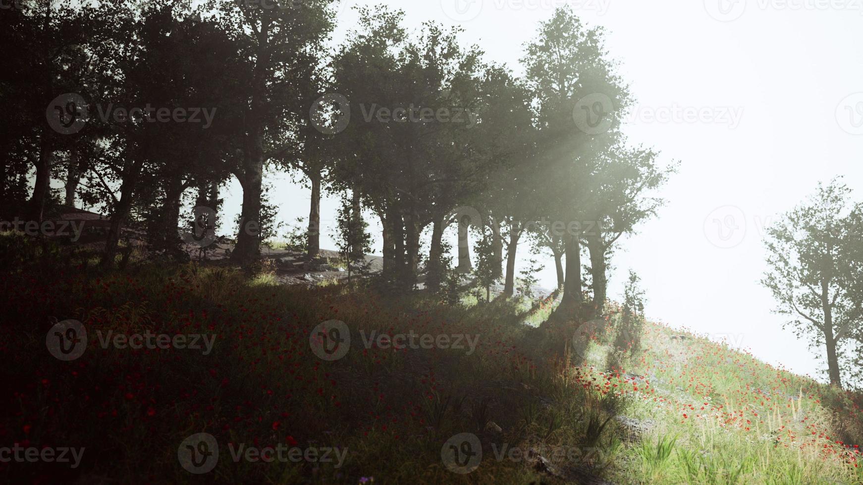 sun is shining through the trees in a young forest timelapse photo