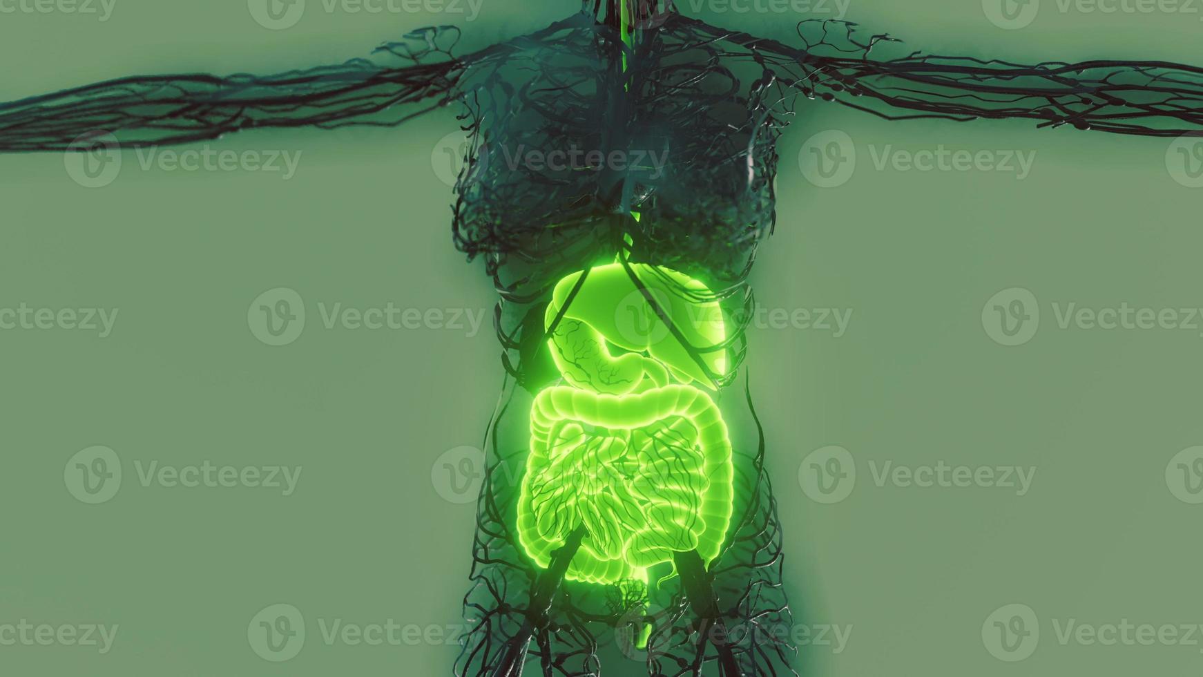 transparent human body with visible digestive system photo