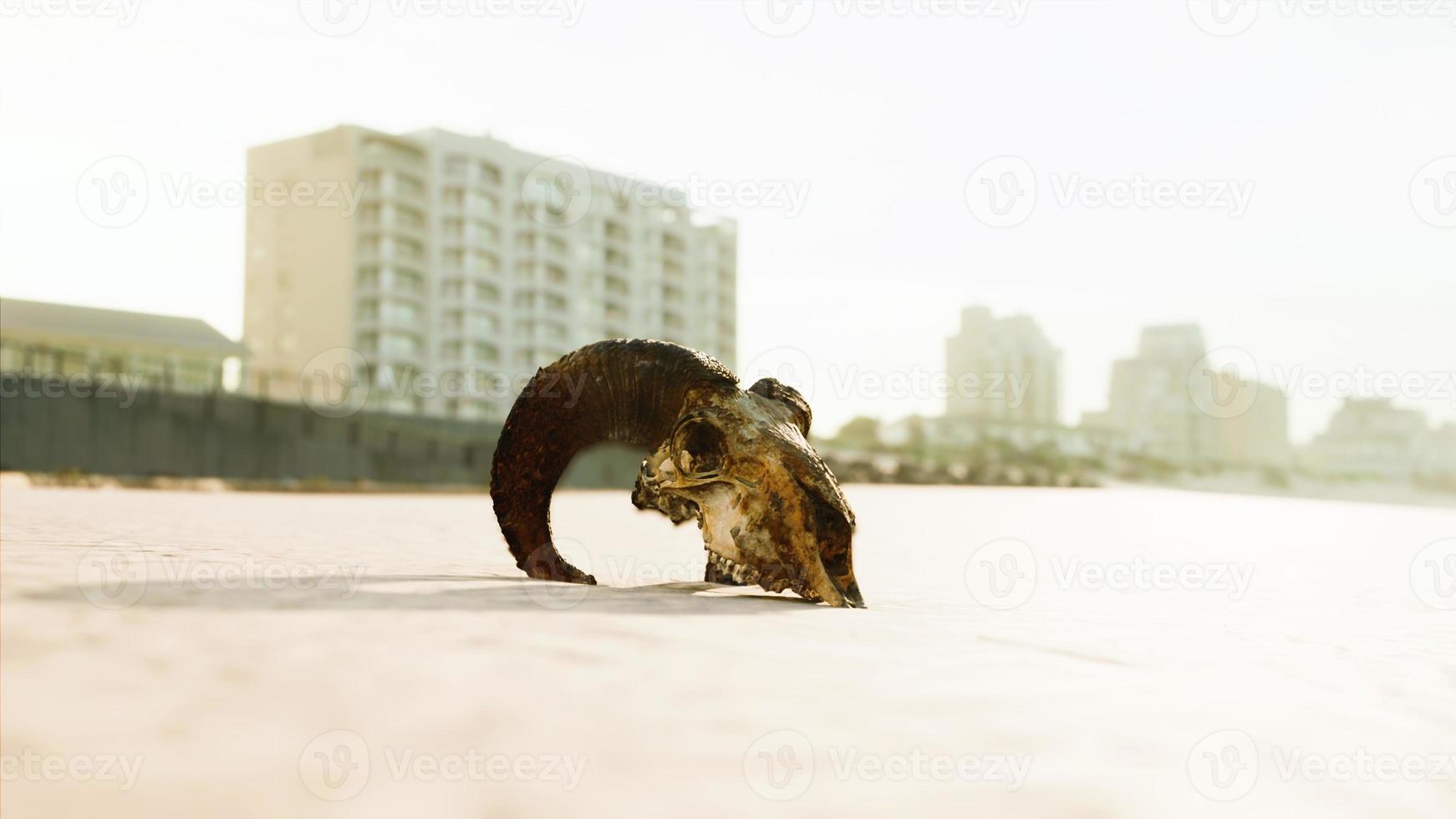 closeup of a skull laying on the wet sand photo