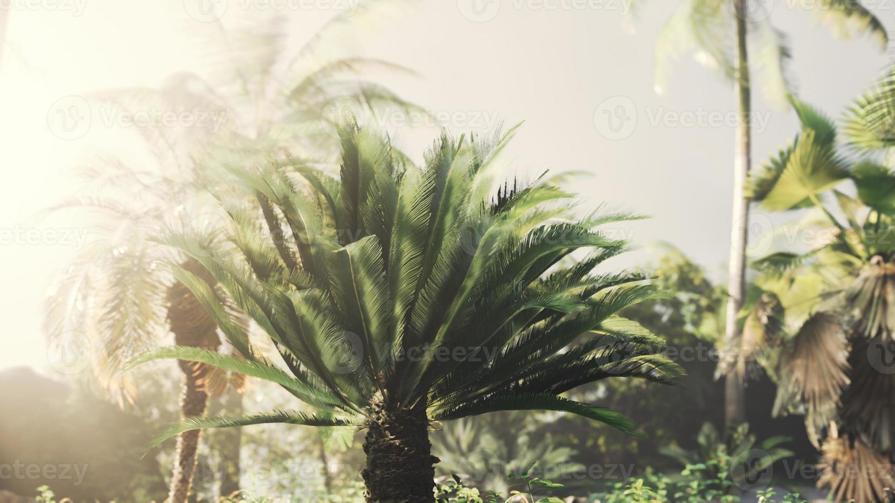 tropical garden with palm trees in sun rays photo