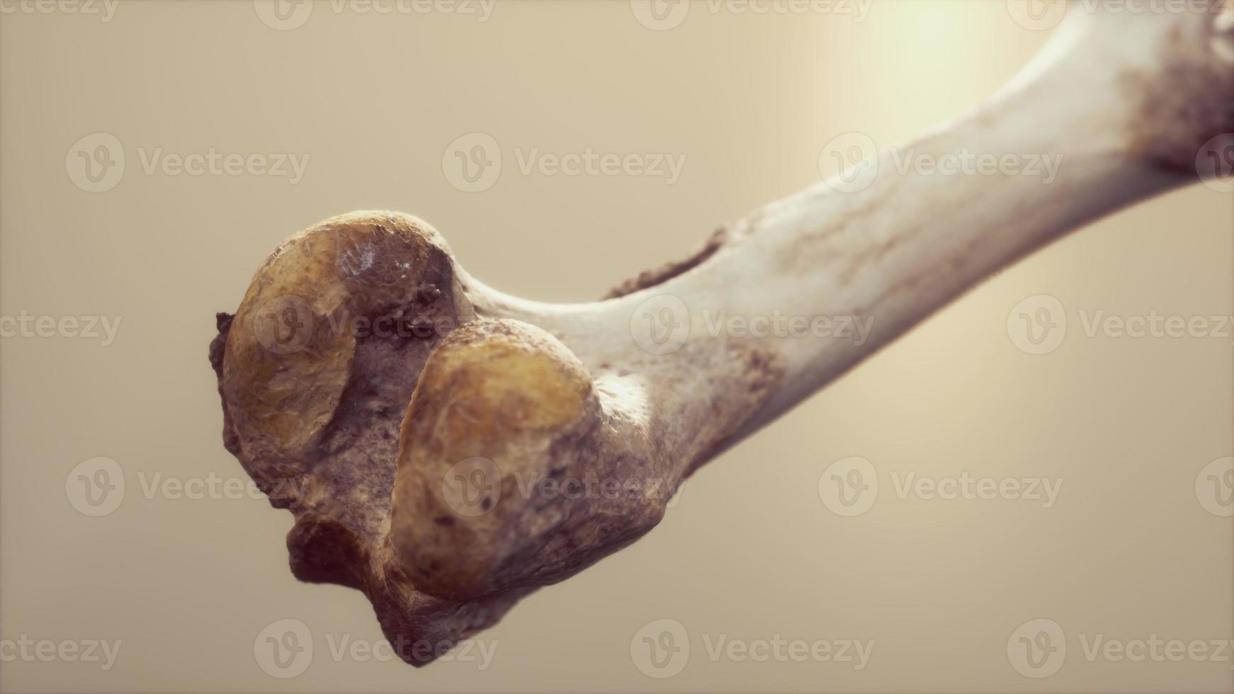 The leg bone of an big animal photo