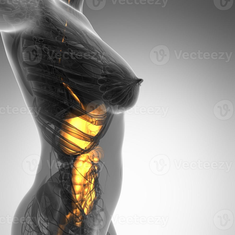 science anatomy of woman body with glow digestive system photo