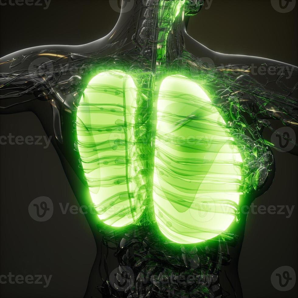 examen de radiología de pulmones humanos foto