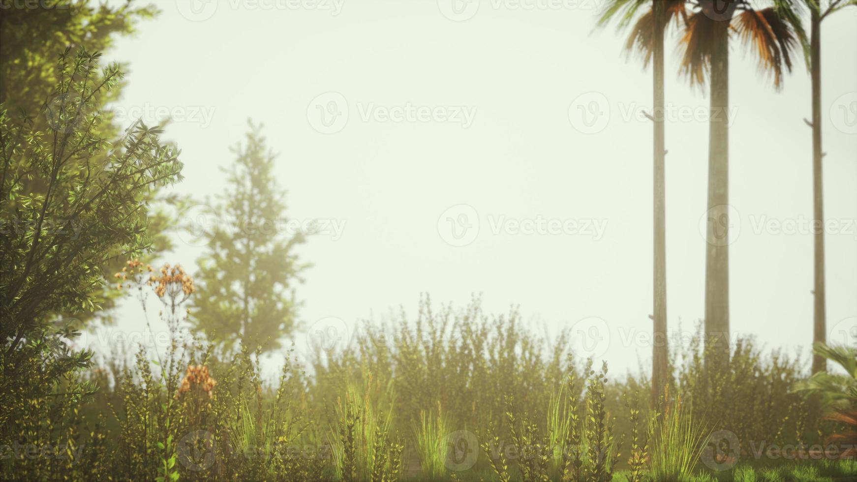 tropical palms and grass at sunny day photo