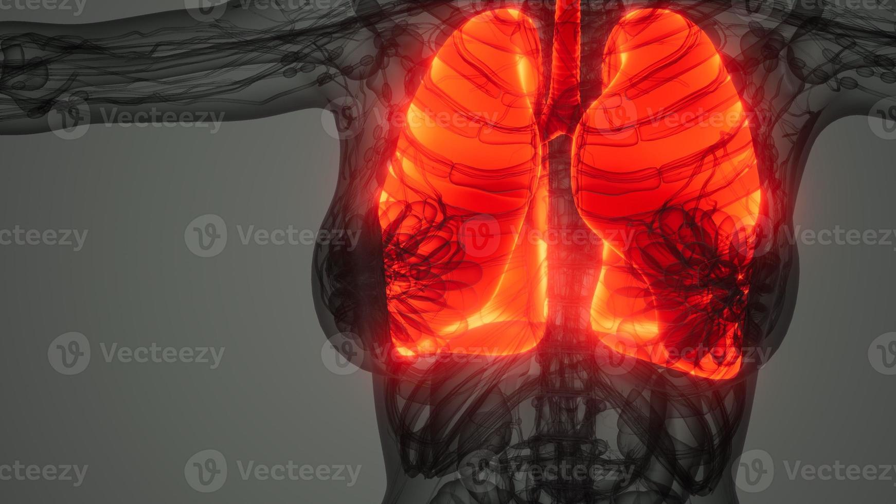 análisis de anatomía científica de los pulmones humanos foto