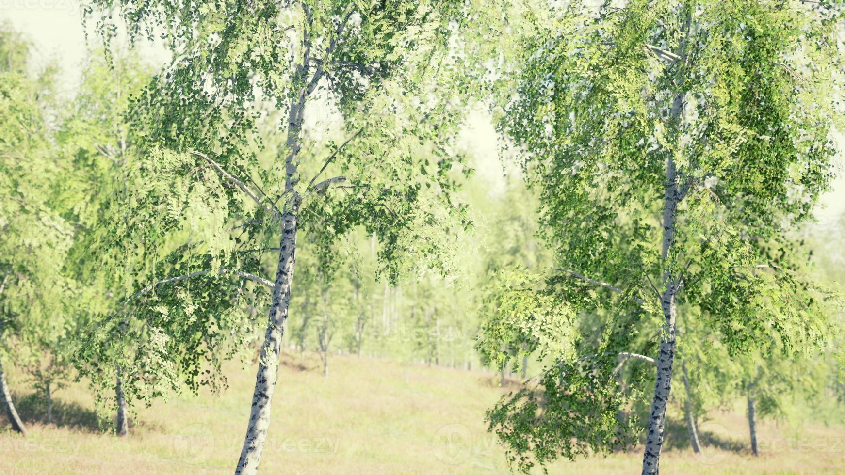 birch forest in sunlight in the morning photo