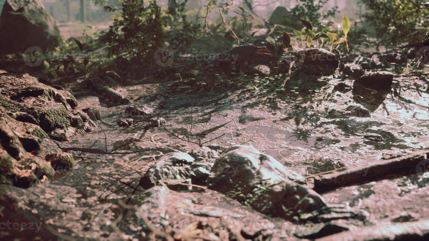 small creek runs through a wide valley full of fallen leaves photo