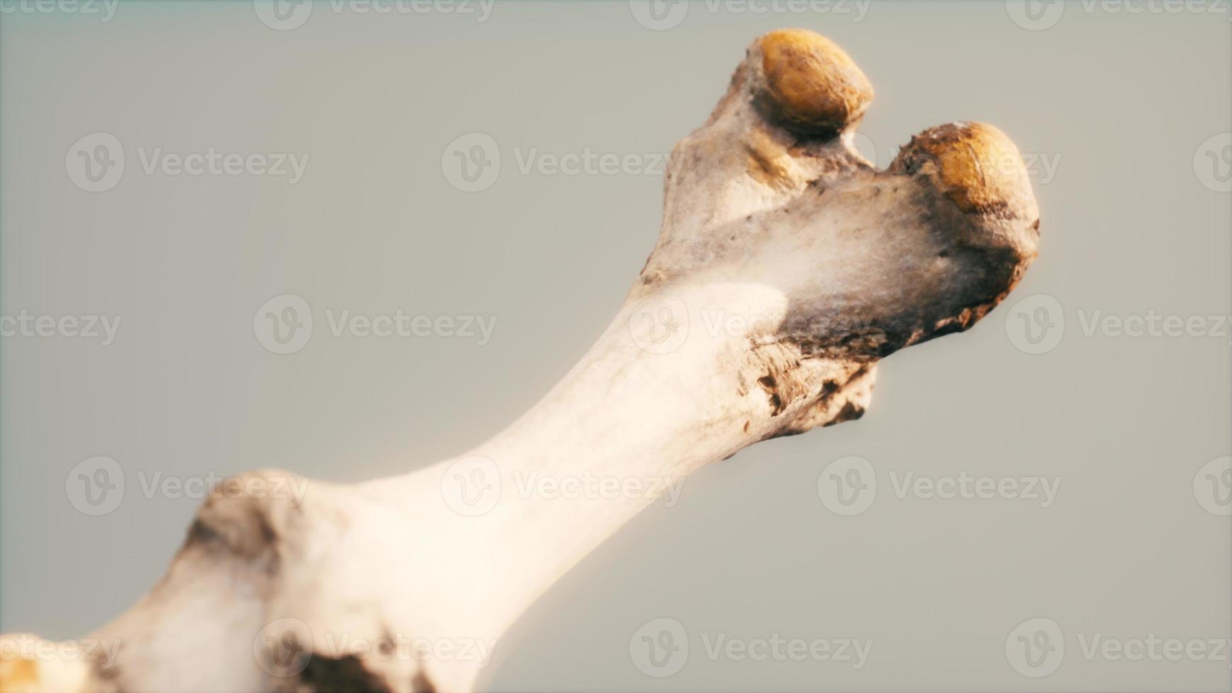 el hueso de la pierna de un animal grande foto