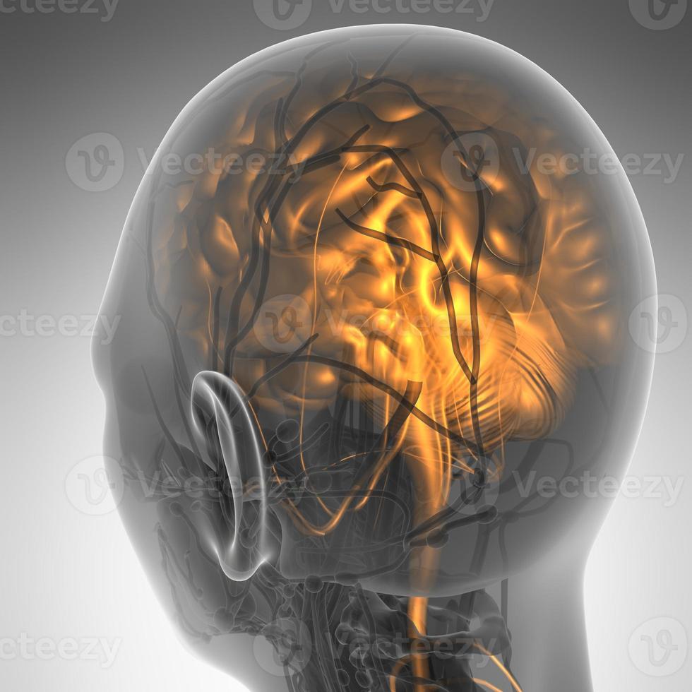 ciencia anatomía del cerebro humano en rayos x foto