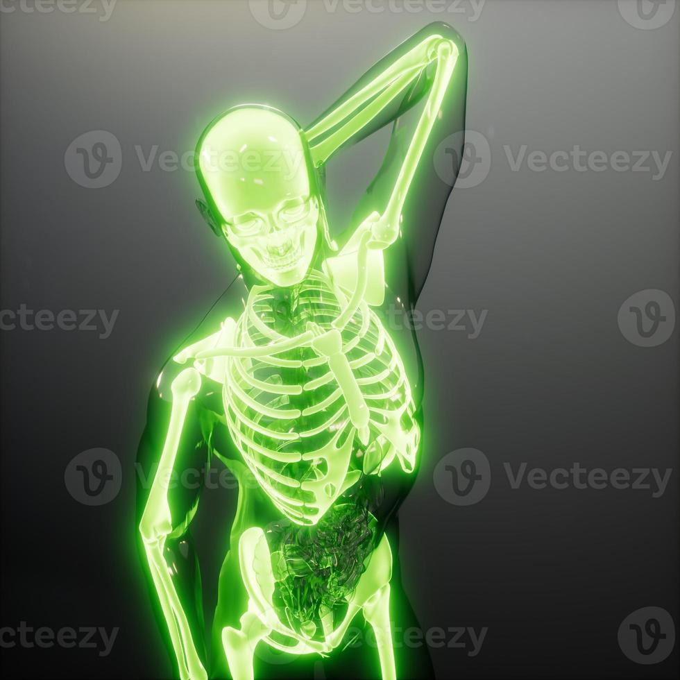 Transparent Human Body with Visible Bones photo