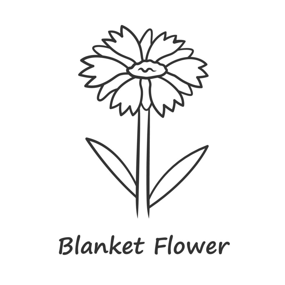 Blanket flower linear icon. Gaillardia aristata garden plant with name inscription. Arizona apricot inflorescence. Blooming wildflower. Thin line illustration. Vector isolated outline drawing