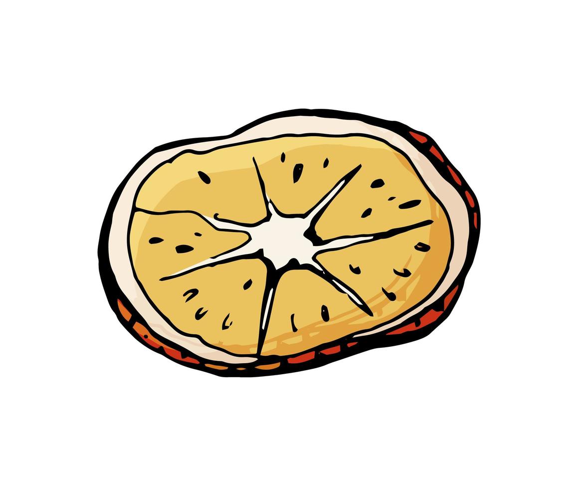 Dried orange hand drawn illustration isolated on white background. vector