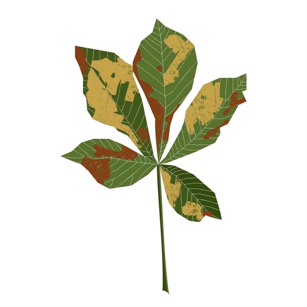 Chestnut green leaf isolated on white background. vector