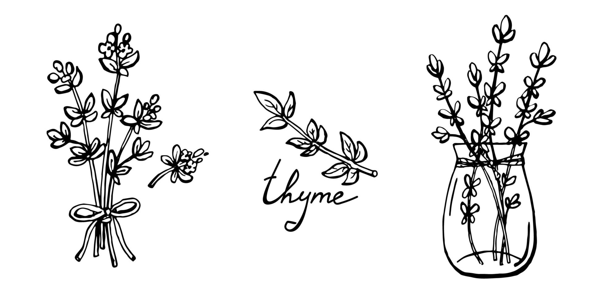 Set of hand drawn thyme branches and lettering vector illustrations isolated on white.