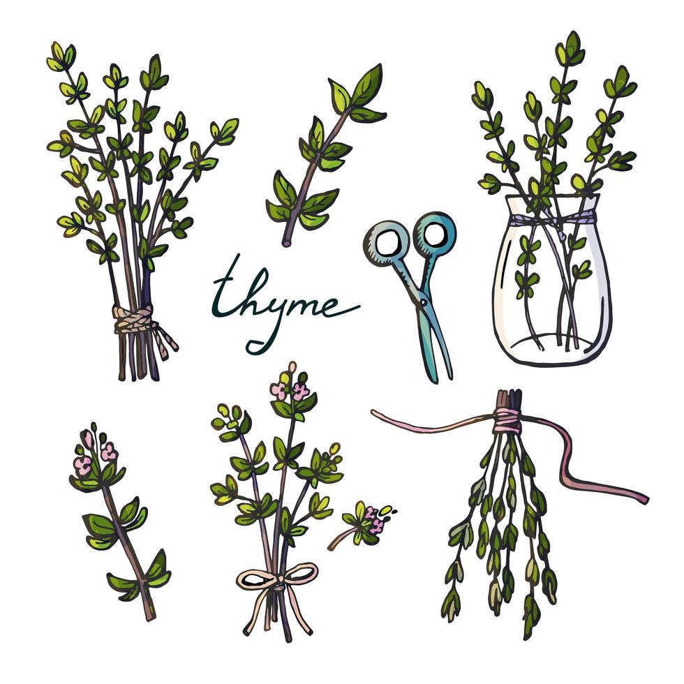 Set of hand drawn thyme branches, scissors and bunch of vector illustrations isolated on white.