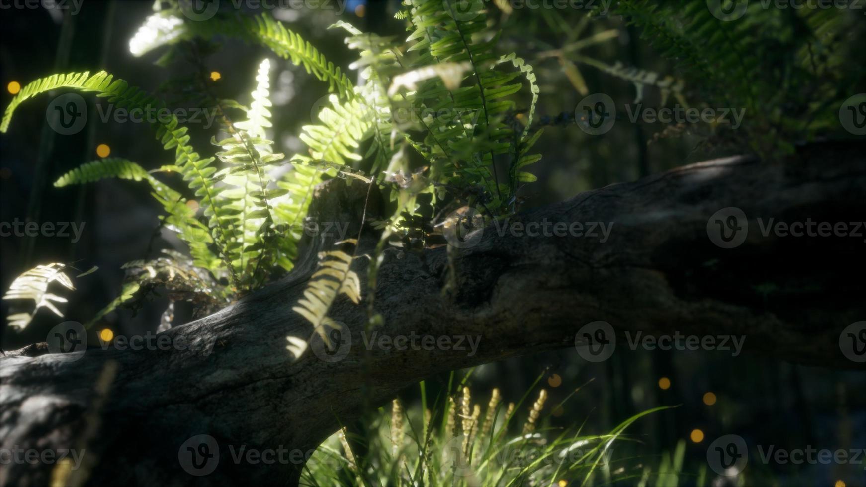 horizontally bending tree trunk with ferns growing, and sunlight shining photo