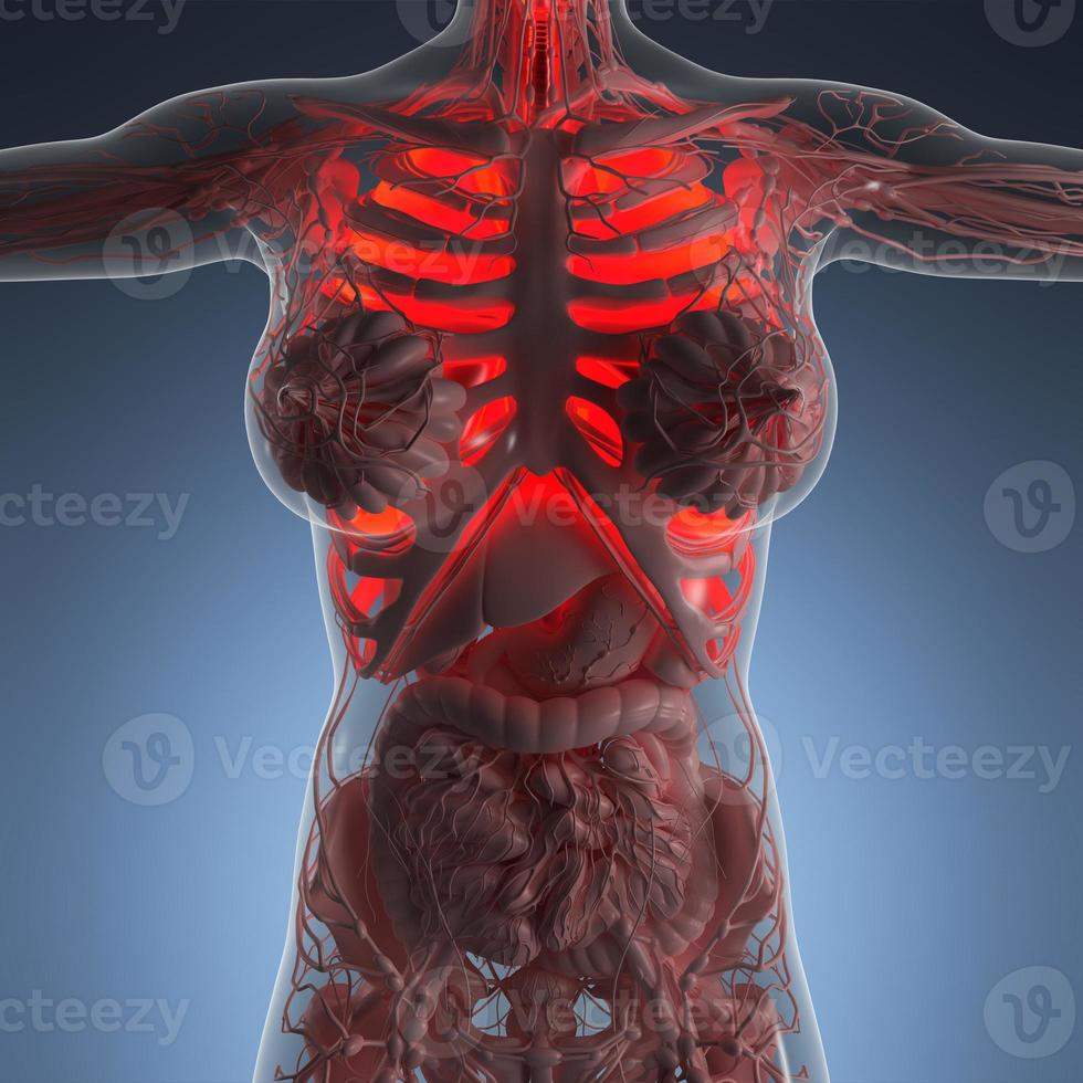 science anatomy of woman body with glow lungs photo