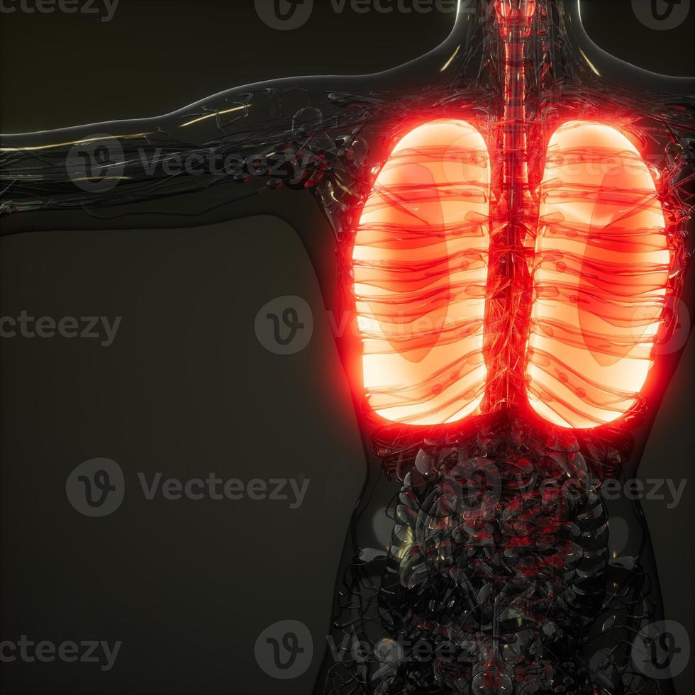 Human Lungs Radiology Exam photo