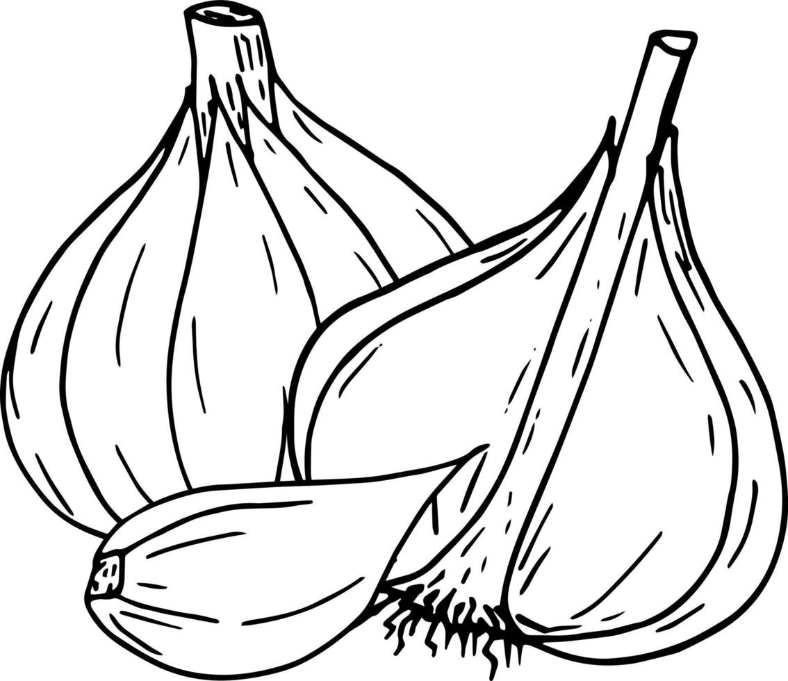garlic. icon, label, menu. sketch hand drawn doodle. monochrome minimalism. food, spice. vector