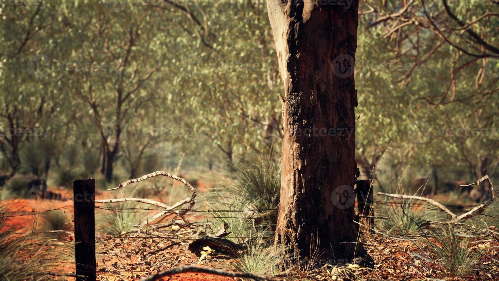 australian bush with trees on red sand photo