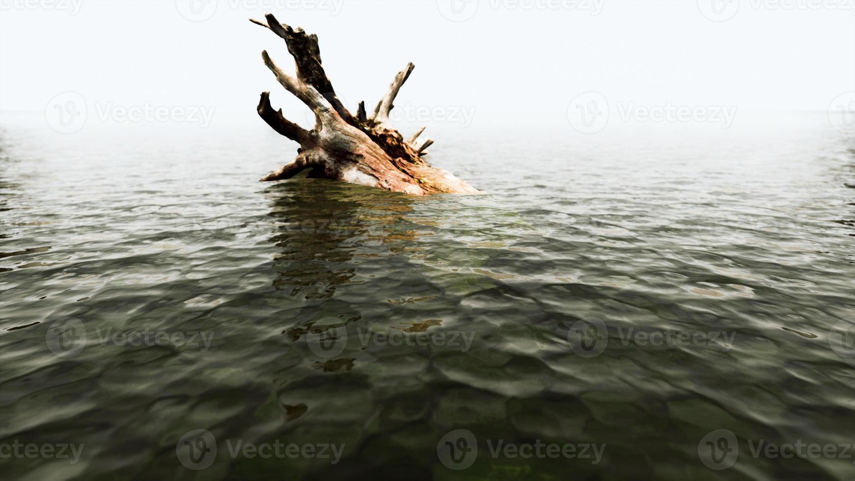 árbol muerto aislado en el agua en la playa en blanco y negro, soledad. foto