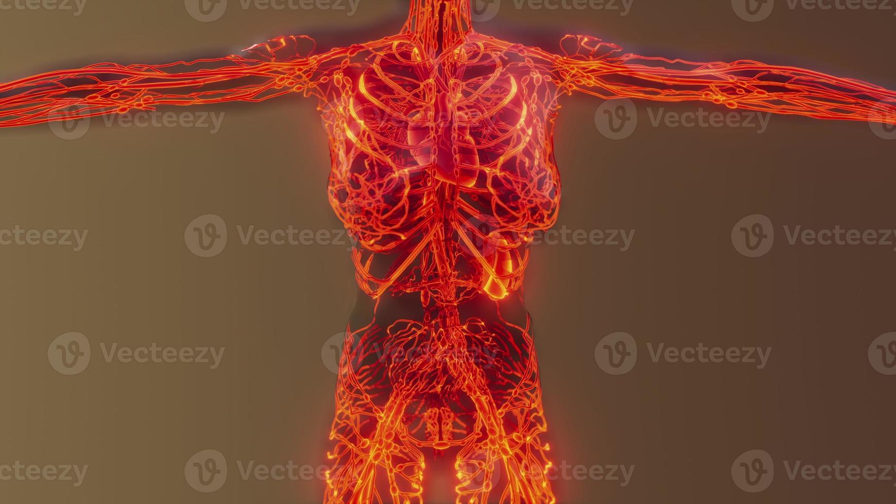 analysis of human blood vessels anatomy scan photo