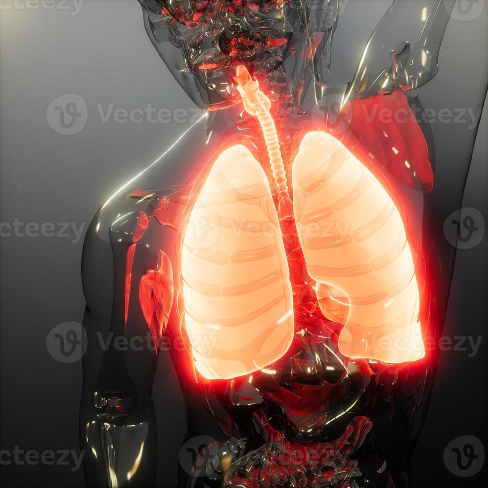 examen de radiología de pulmones humanos foto