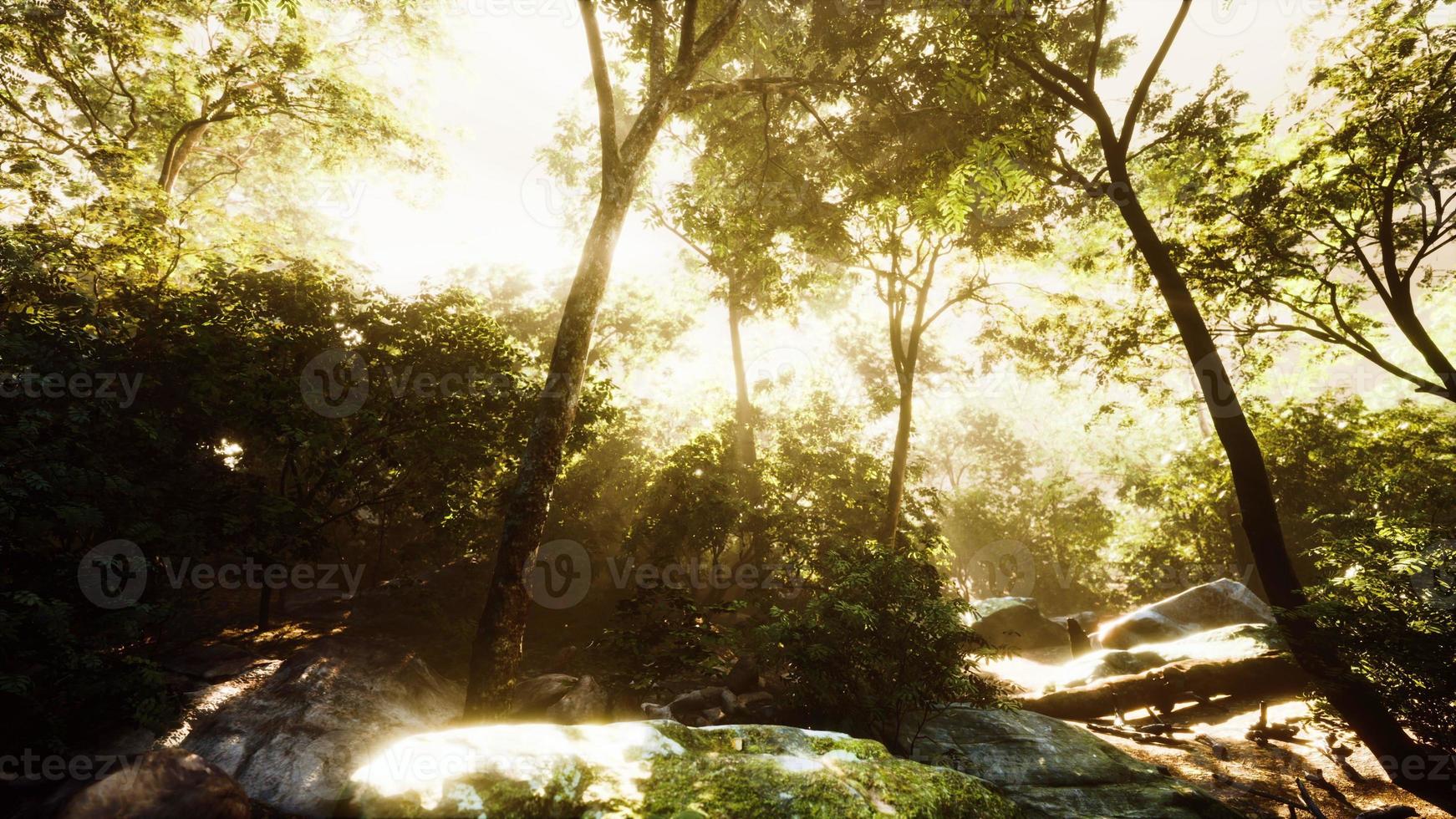 High Humidity In Jungle Rainforest in foggy day Timelapse photo