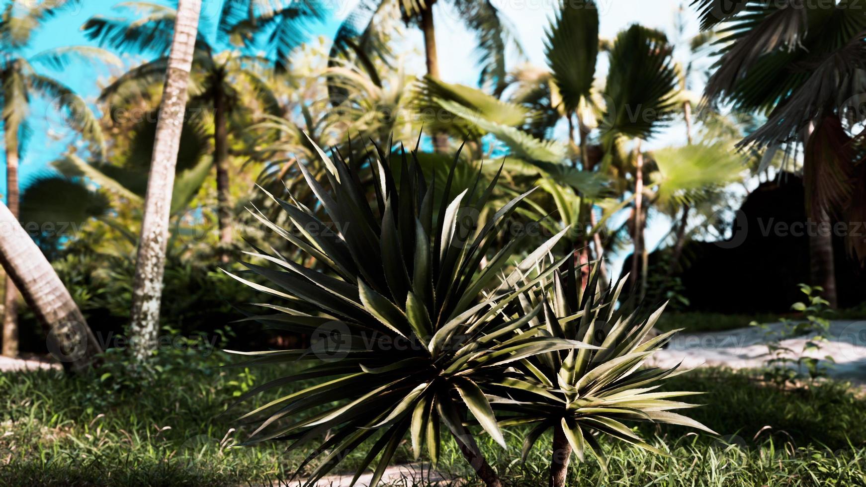 palmeras y plantas tropicales en un día soleado foto