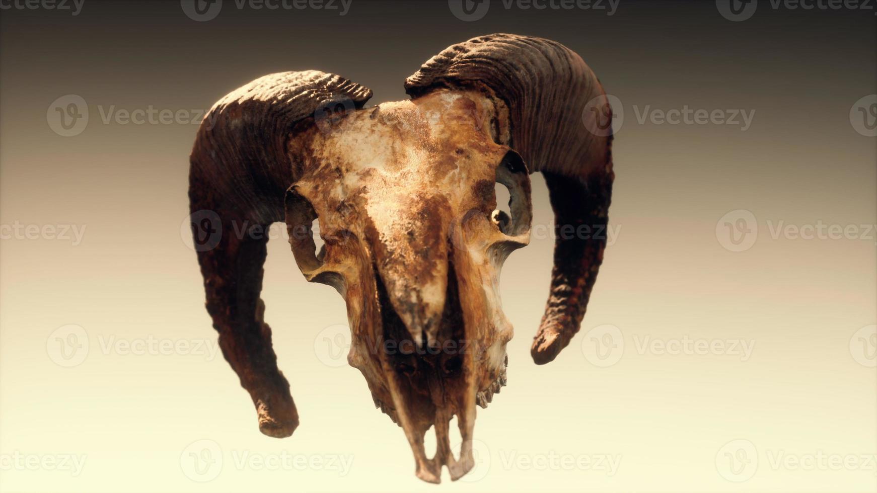 large old ram skull rotate photo