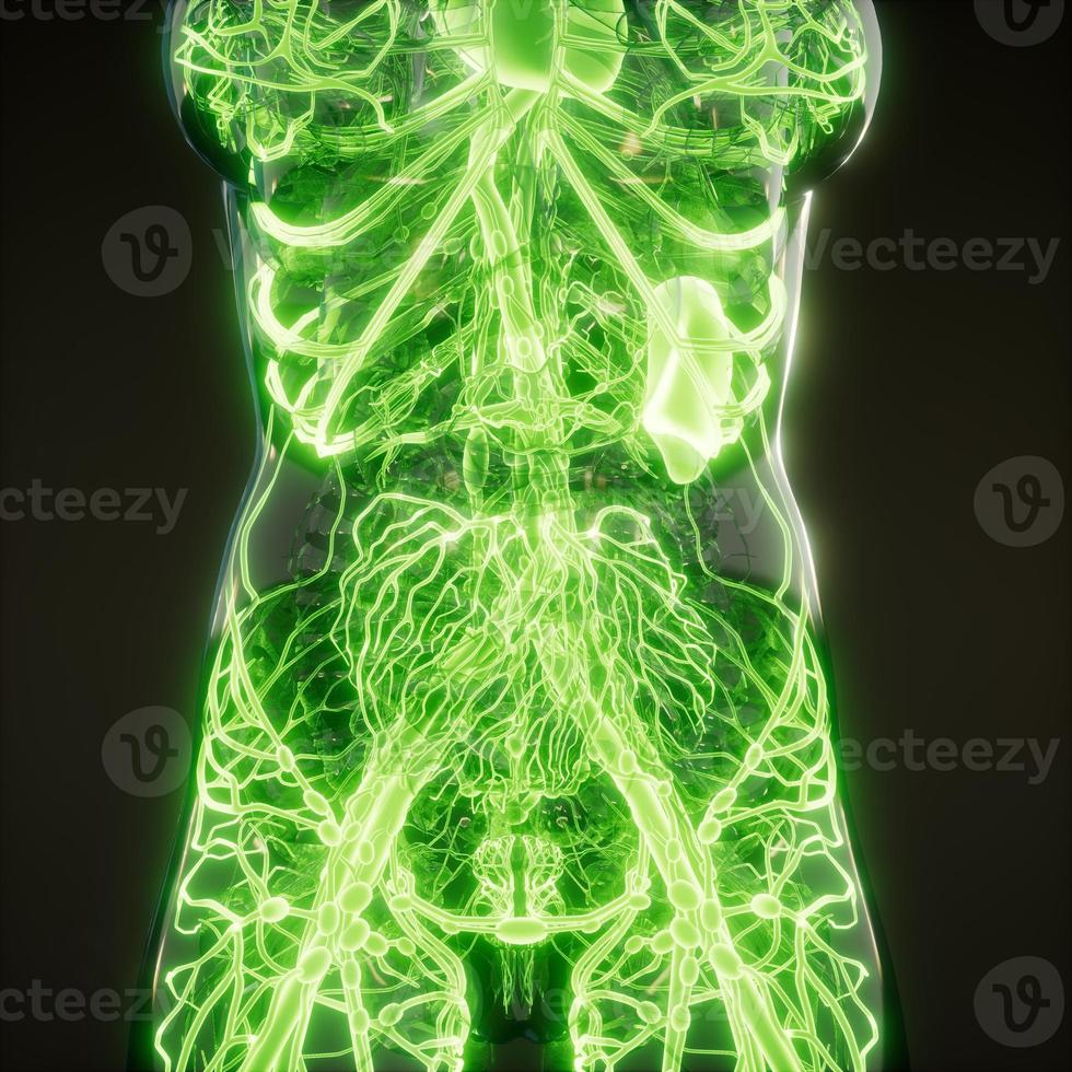 Blood Vessels of Human Body photo