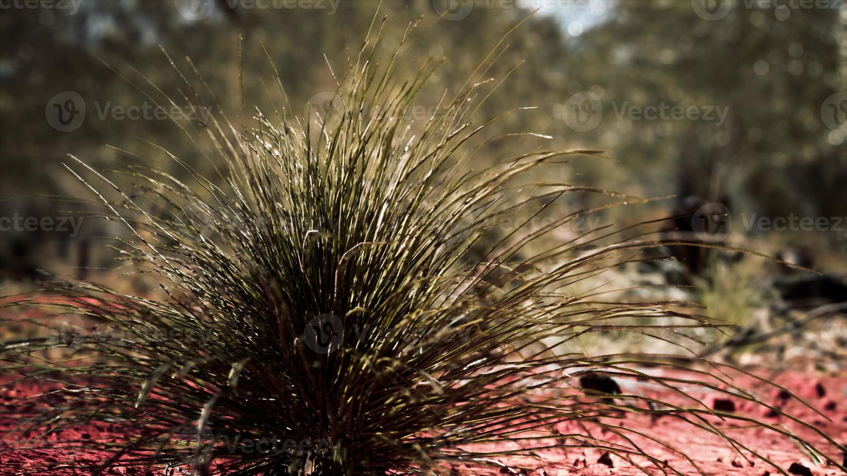 australian bush with trees on red sand photo