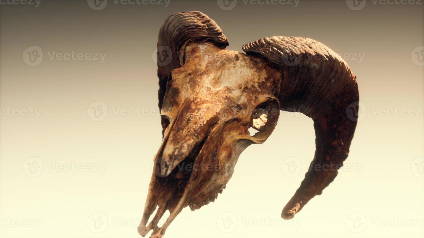 large old ram skull rotate photo
