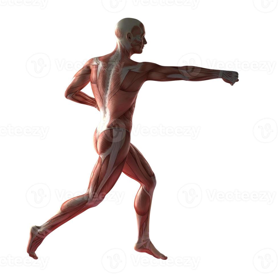 Human Muscle Anatomy photo