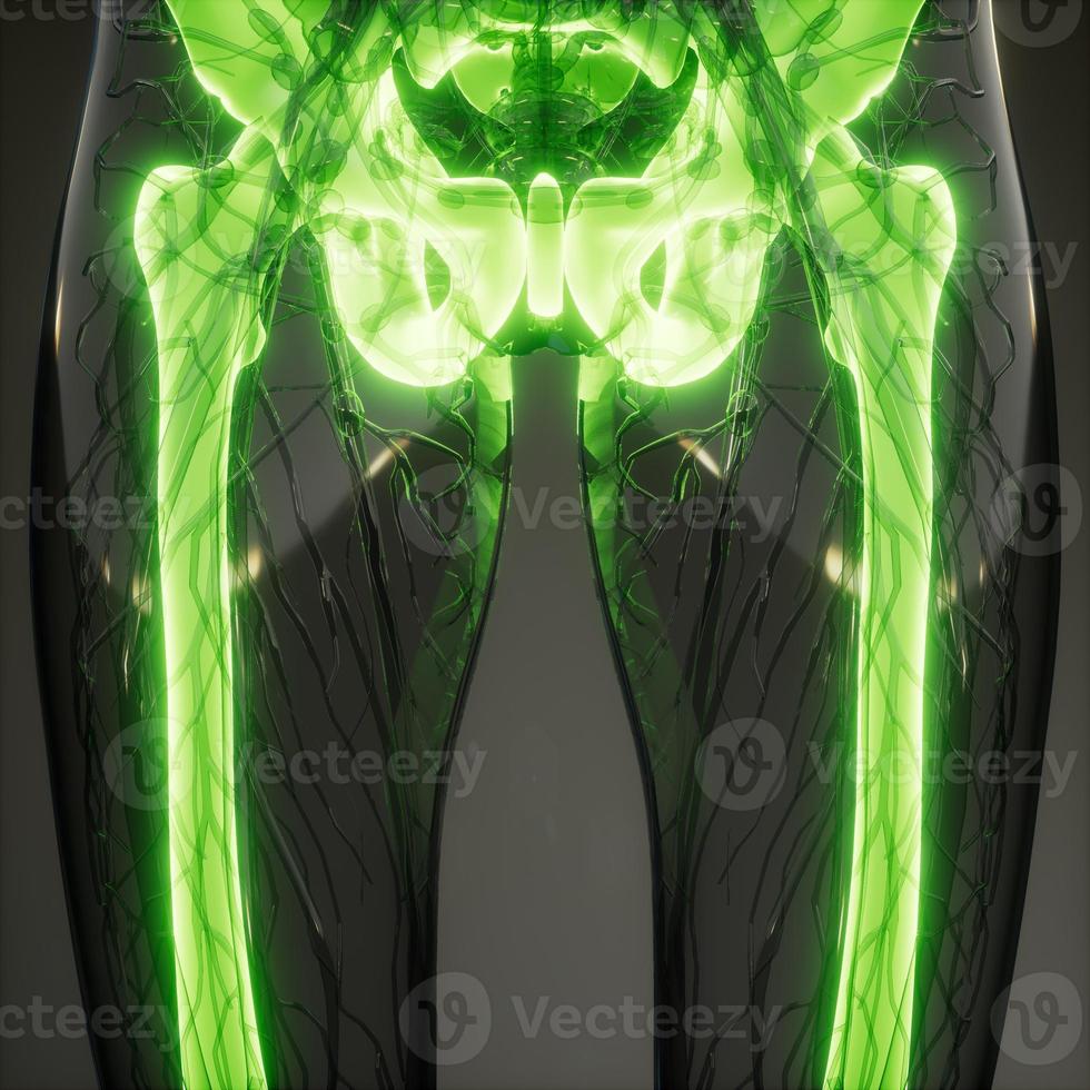 Transparent Human Body with Visible Bones photo