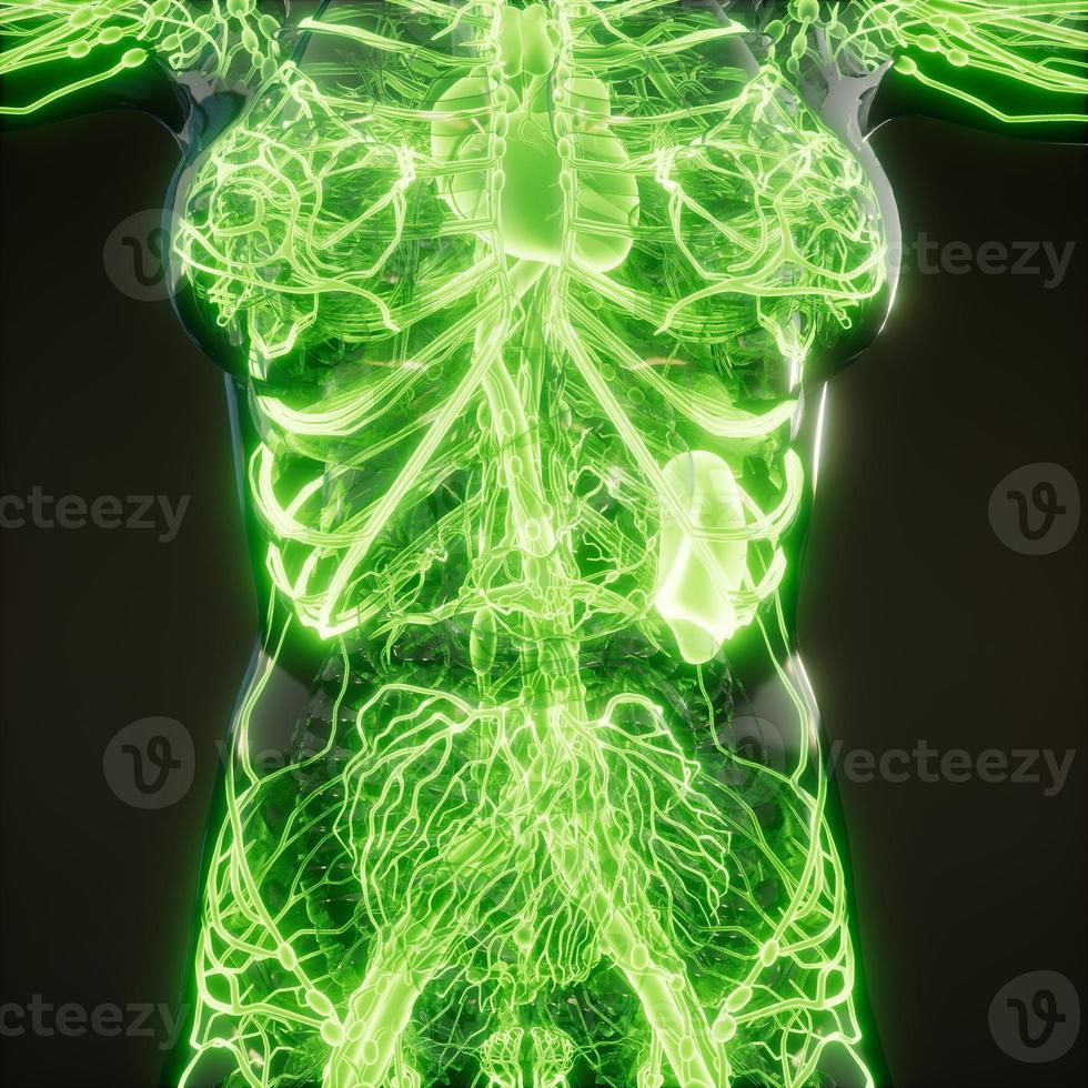 Blood Vessels of Human Body photo